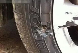 补汽车轮胎多少钱