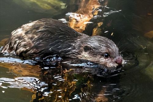 野猫从天而降掉进露天火锅烫伤9人 野猫从天而降掉进露天火锅烫伤9人