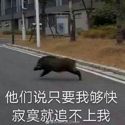 野猪闯进学校 随后自己游走了(野猪闯进学校,一场意外的自然探访) 野猪闯进学校 随后自己游走了(野猪闯进学校,一场意外的自然探访)