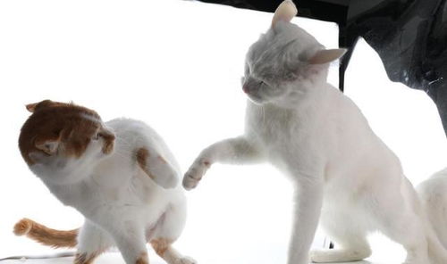 看到真正的决战猫猫之颠了(决战猫猫之颠,揭开神秘面纱下的真实之战) 看到真正的决战猫猫之颠了(决战猫猫之颠,揭开神秘面纱下的真实之战)