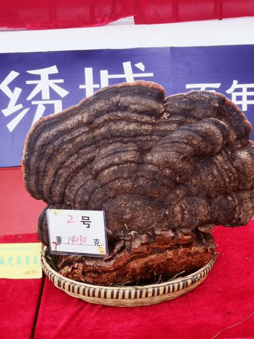云南现80公斤巨无霸“菌王”云南惊现80公斤巨无霸菌王，探寻神奇蘑菇世界)