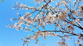 樱花华为手机怎么拍 樱花华为手机怎么拍