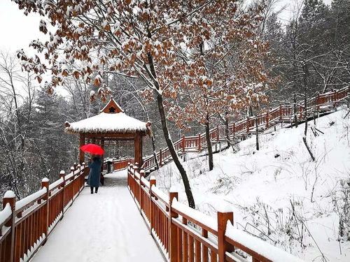 华为手机雪景怎么拍摄 华为手机雪景怎么拍摄