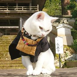猫咪在那里游戏日本攻略 VS 打女鬼游戏攻略 猫咪在那里游戏日本攻略 VS 打女鬼游戏攻略