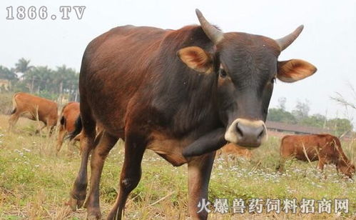 内蒙大叔见面礼出手就是1头牛3只羊 内蒙大叔见面礼出手就是1头牛3只羊